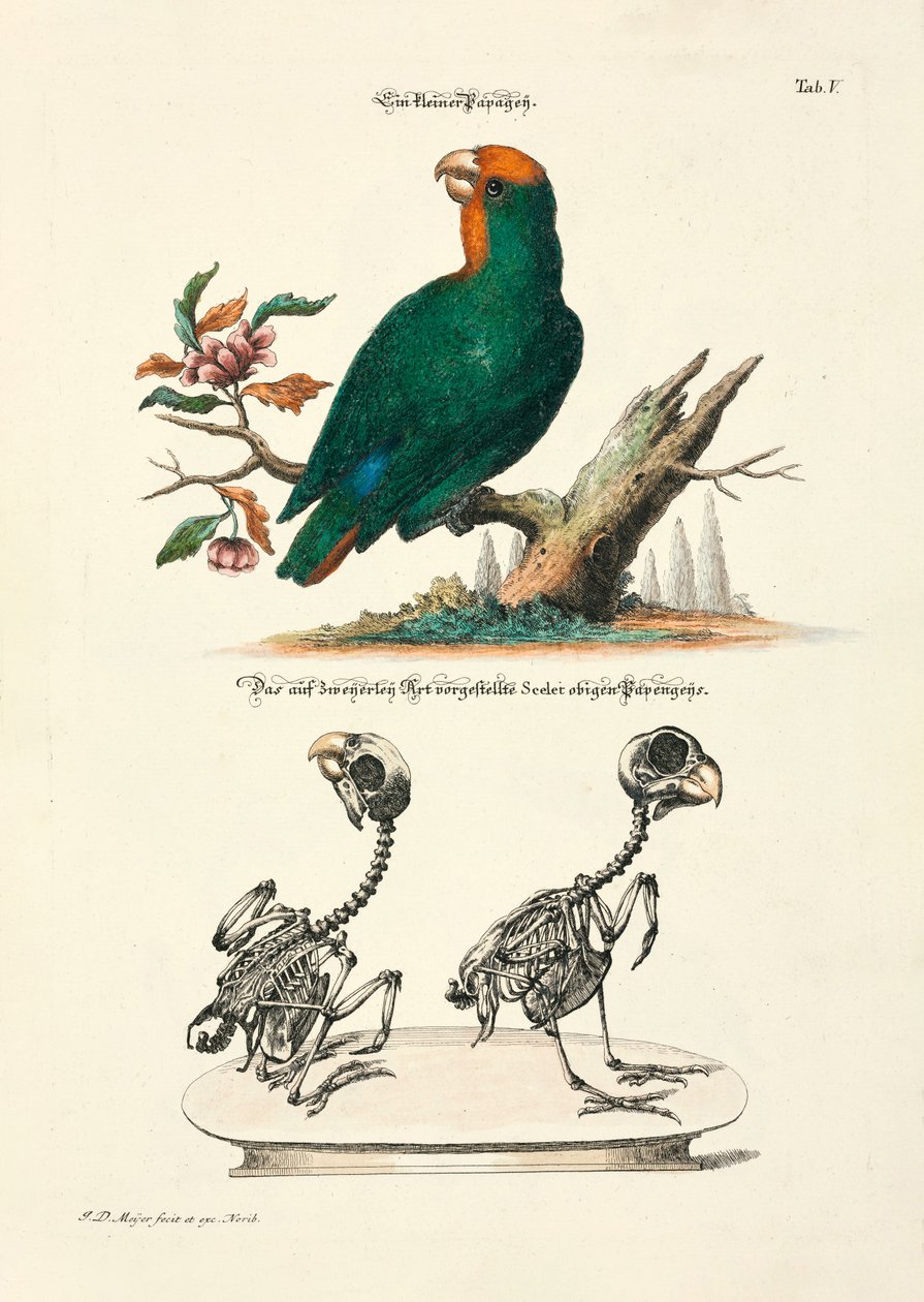  av Johann Daniel Meyer