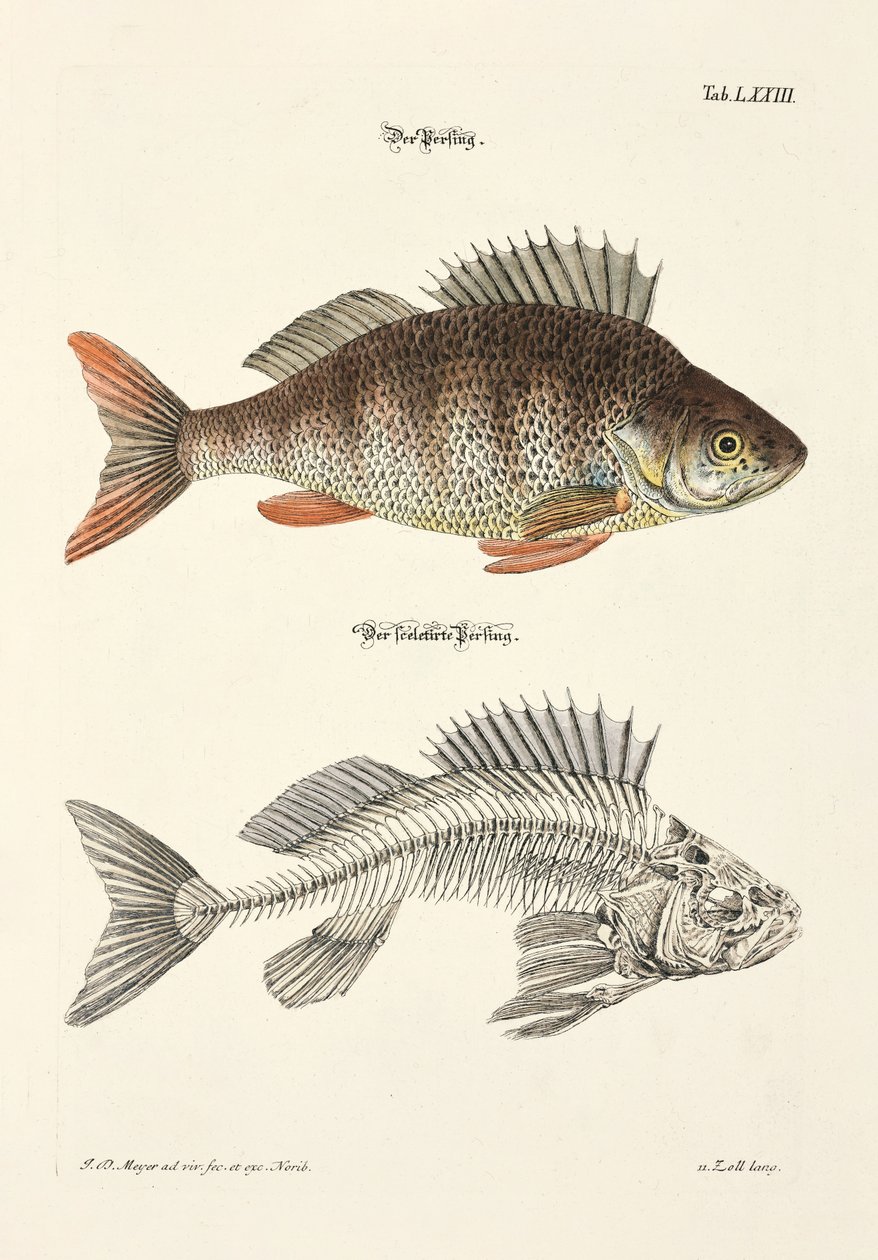  av Johann Daniel Meyer