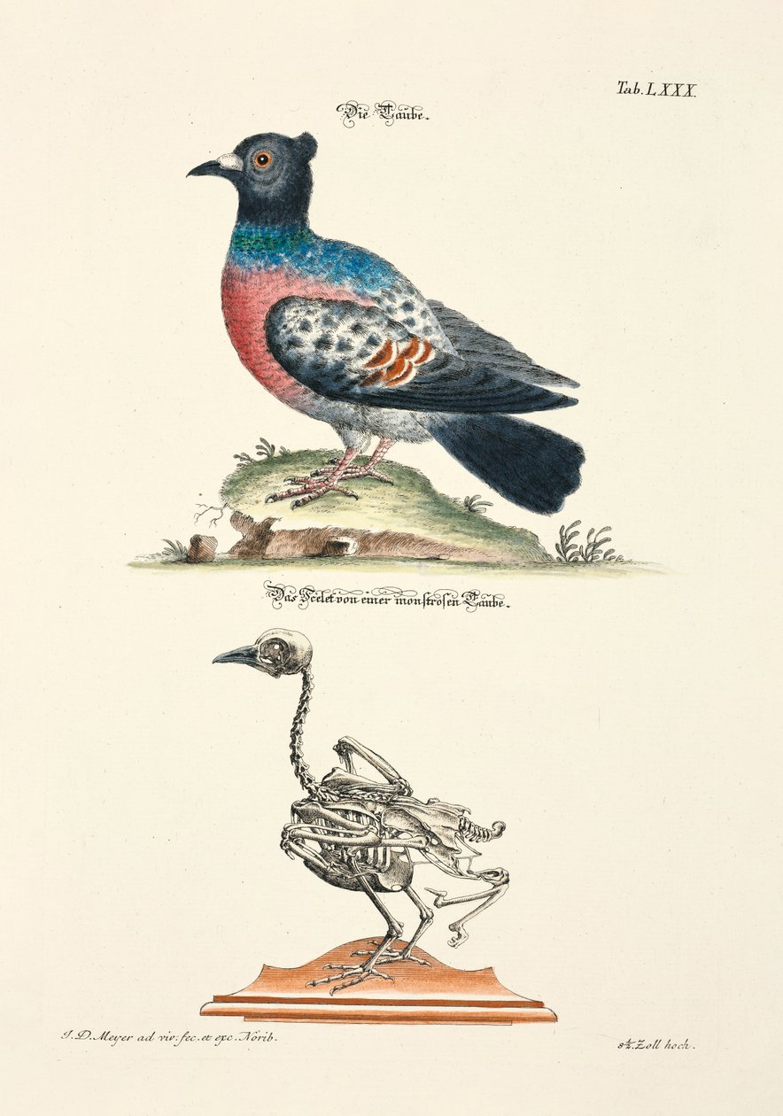  av Johann Daniel Meyer