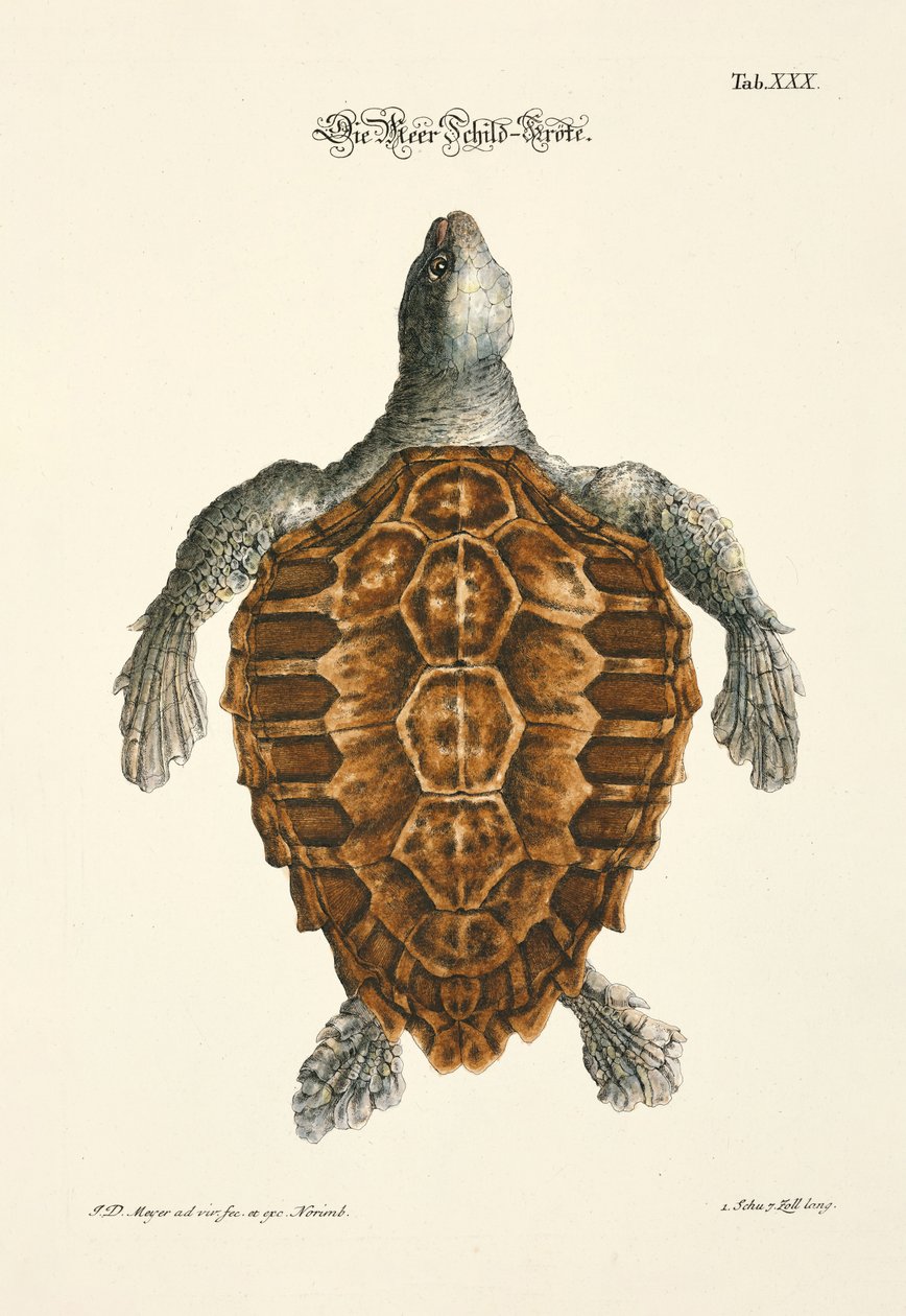 Havskilpadden av Johann Daniel Meyer