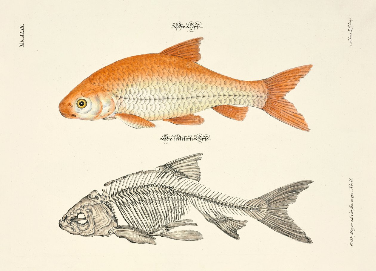 Iden og dens skjelett av Johann Daniel Meyer