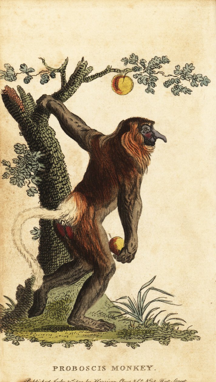 Langneset ape, Nasalis larvatus. Truet. ,1800 (gravering) av Johann Eberhard Ihle
