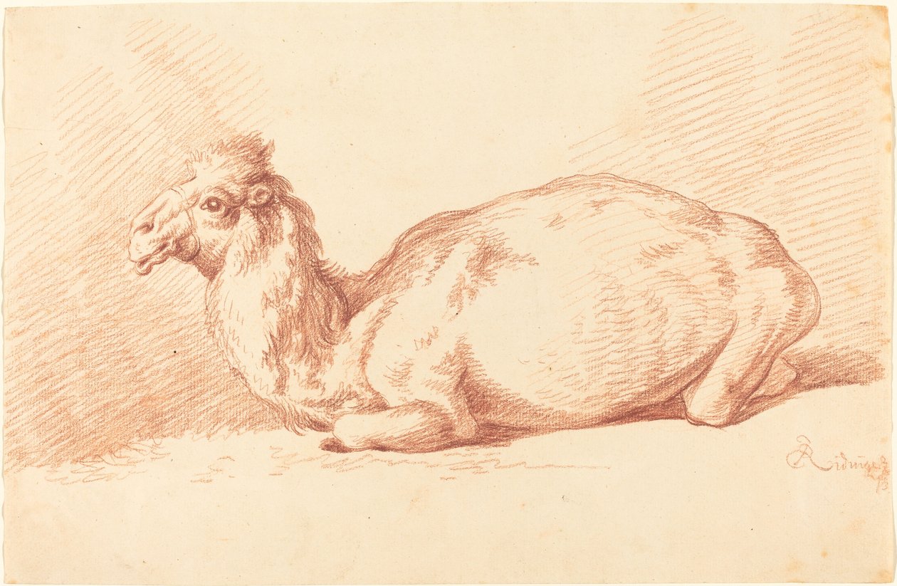 En Dromedar av Johann Elias Ridinger