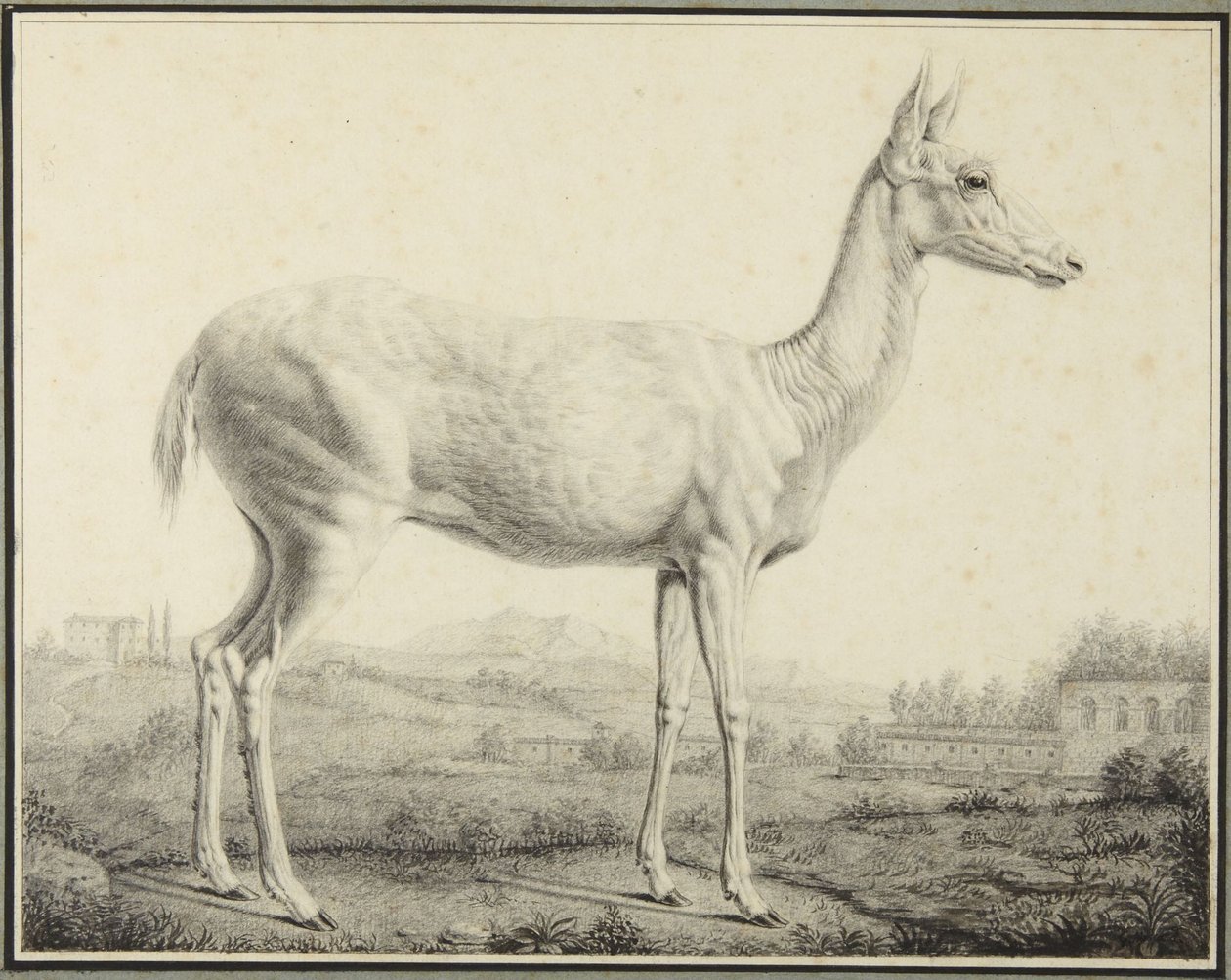 Hjort av Johann Elias Ridinger