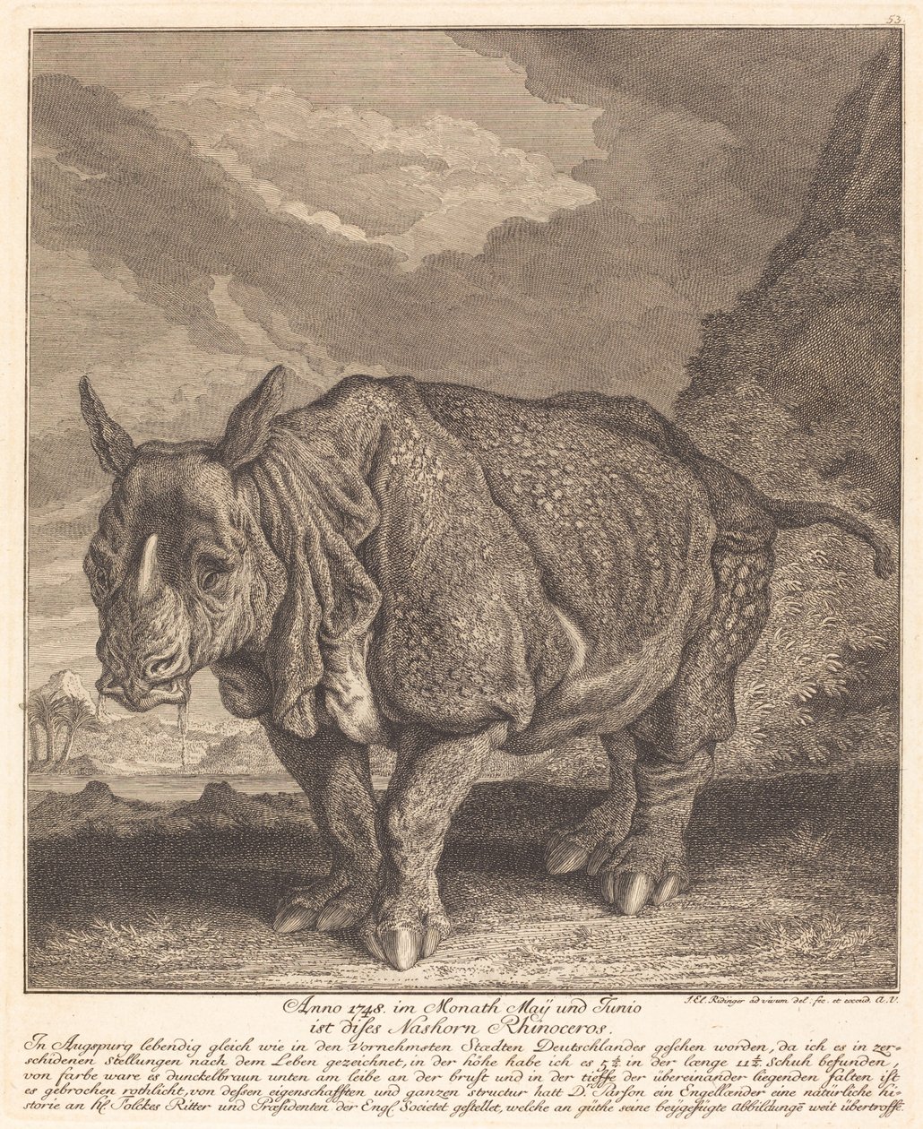Neshorn av Johann Elias Ridinger