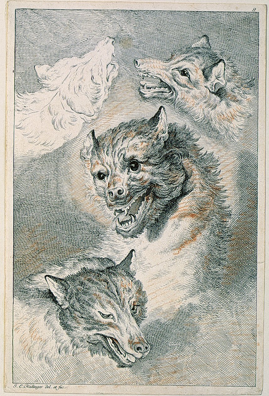Fire ulvehoder av Johann Elias Ridinger