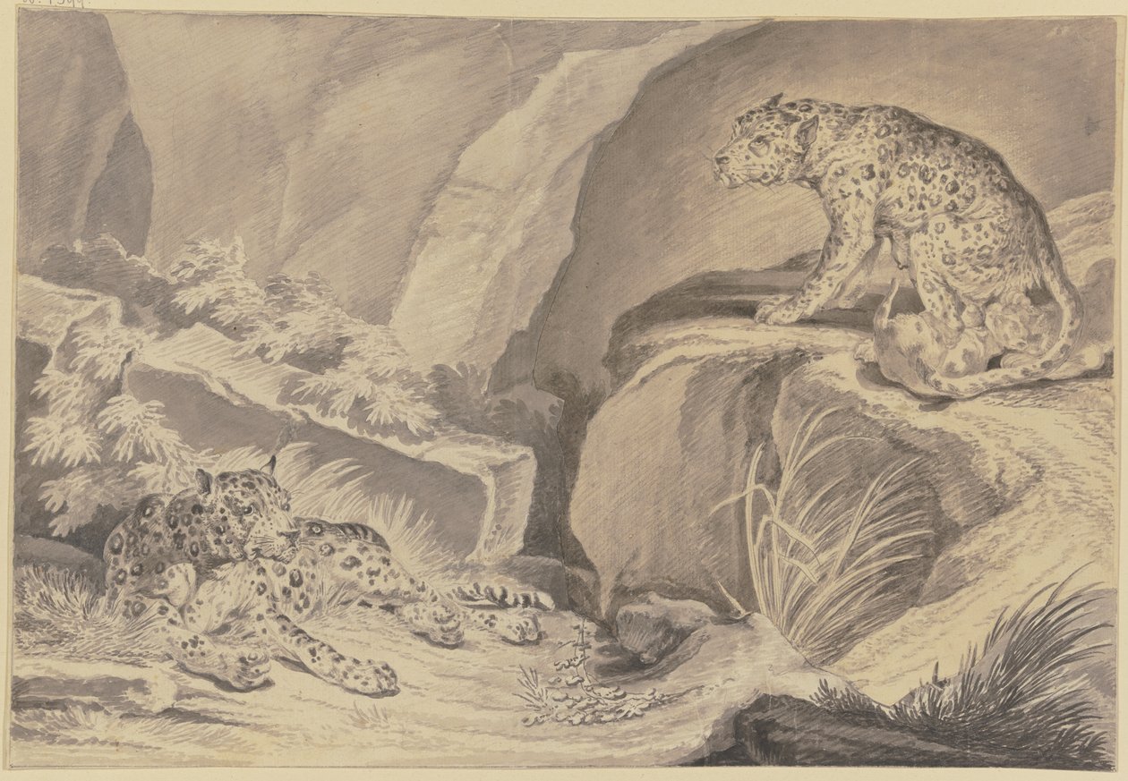 To jaguarer med ungene sine i en fjellsprekk av Johann Elias Ridinger