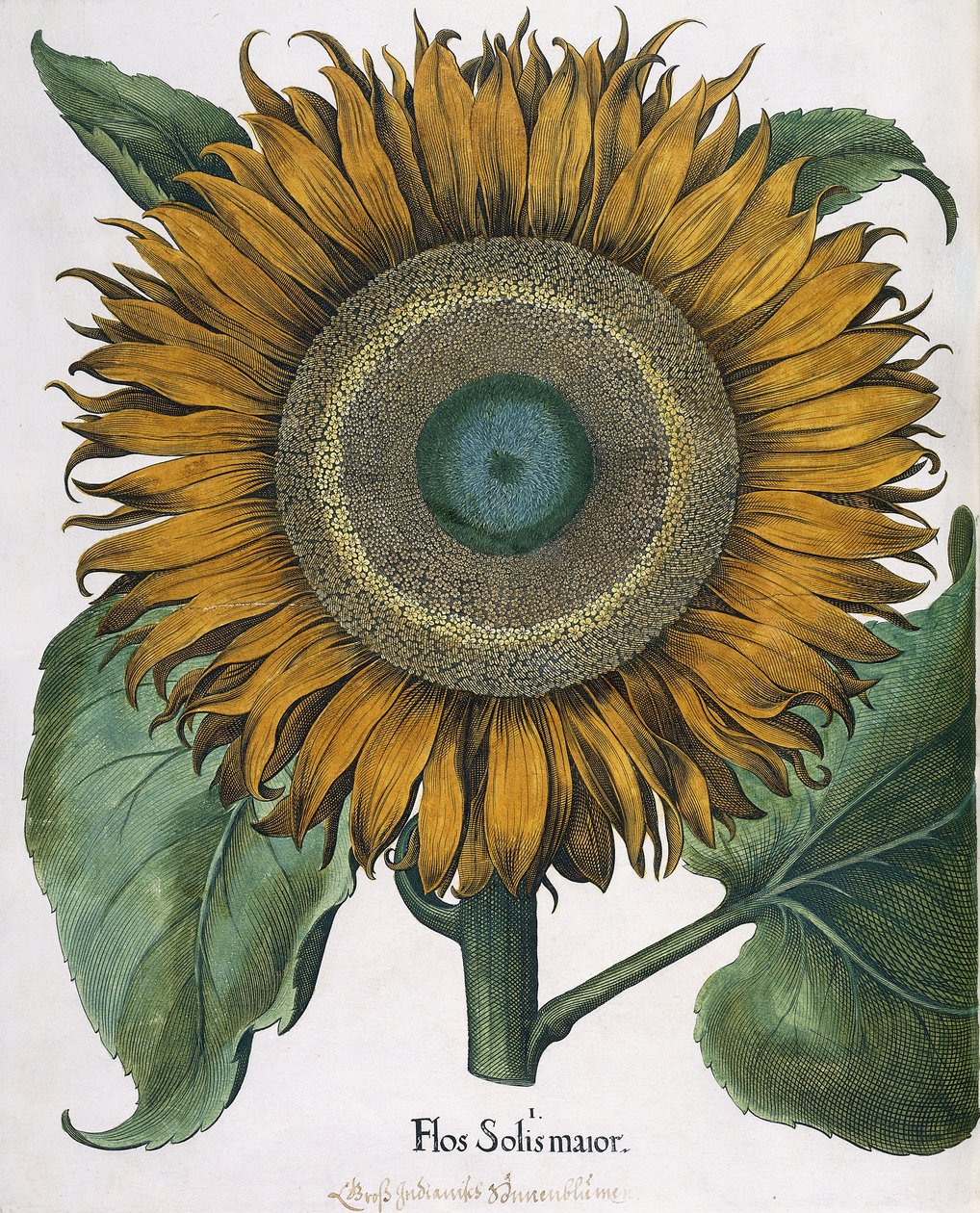 Flos Solis Major, 1613 av Johann Ernst Rentsch