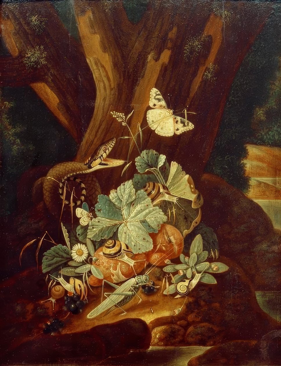 Insekter, snegler og slange av Johann Falch