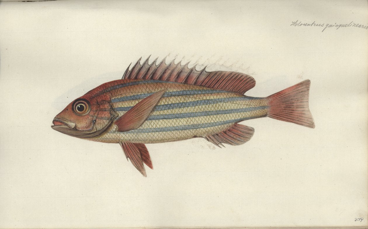 Lutjanus quinquelineatus, før 1790 av Johann Friedrich Hennig