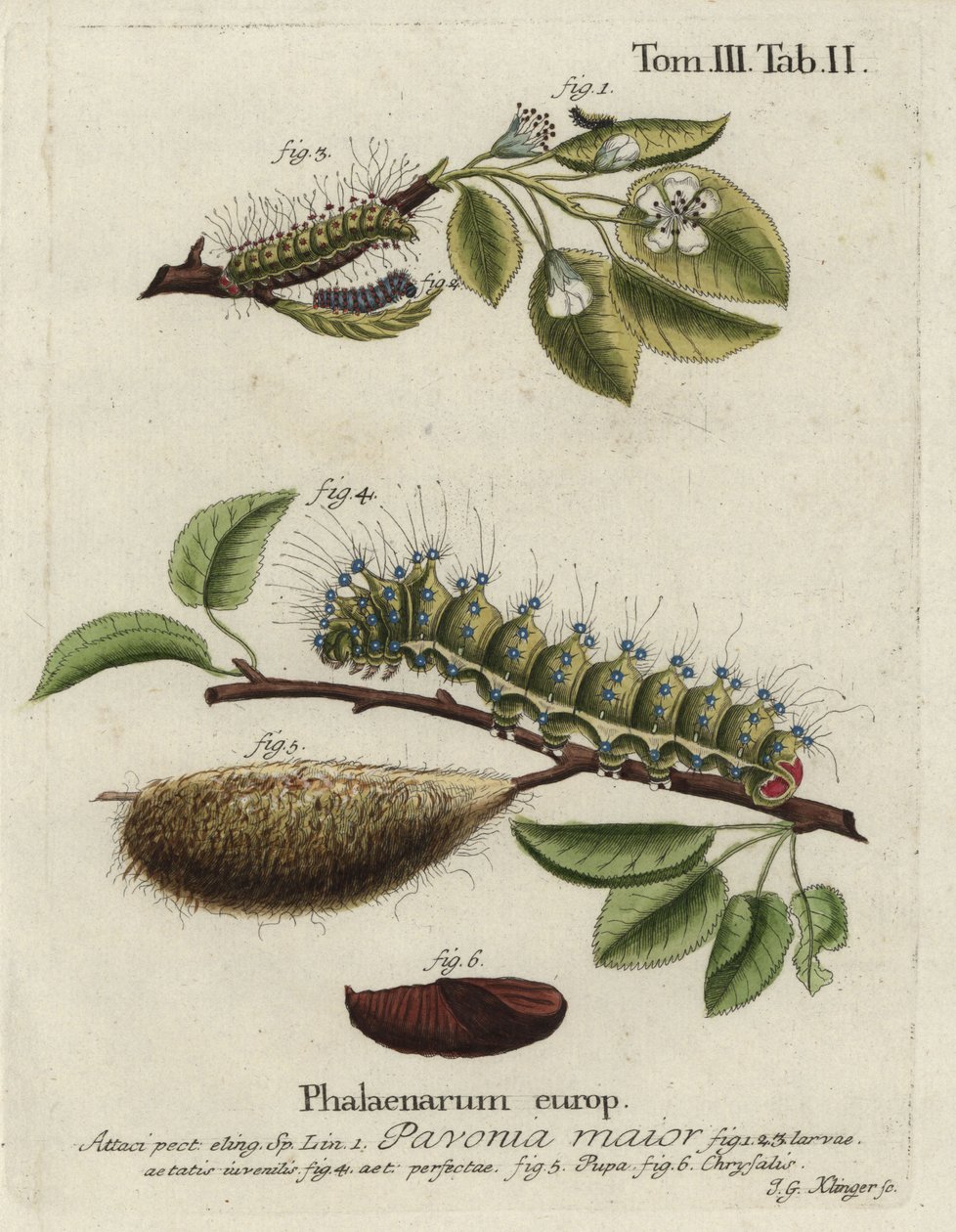 Keisermøll, Saturnia pavonia, larve, puppe, puppe. av Johann Georg Klinger