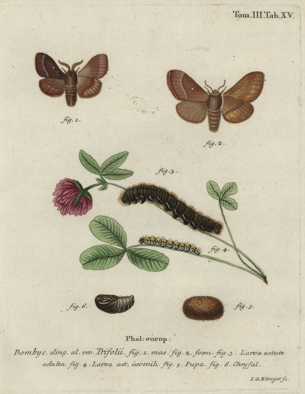 Gressegg, Lasiocampa trifolii. av Johann Georg Klinger