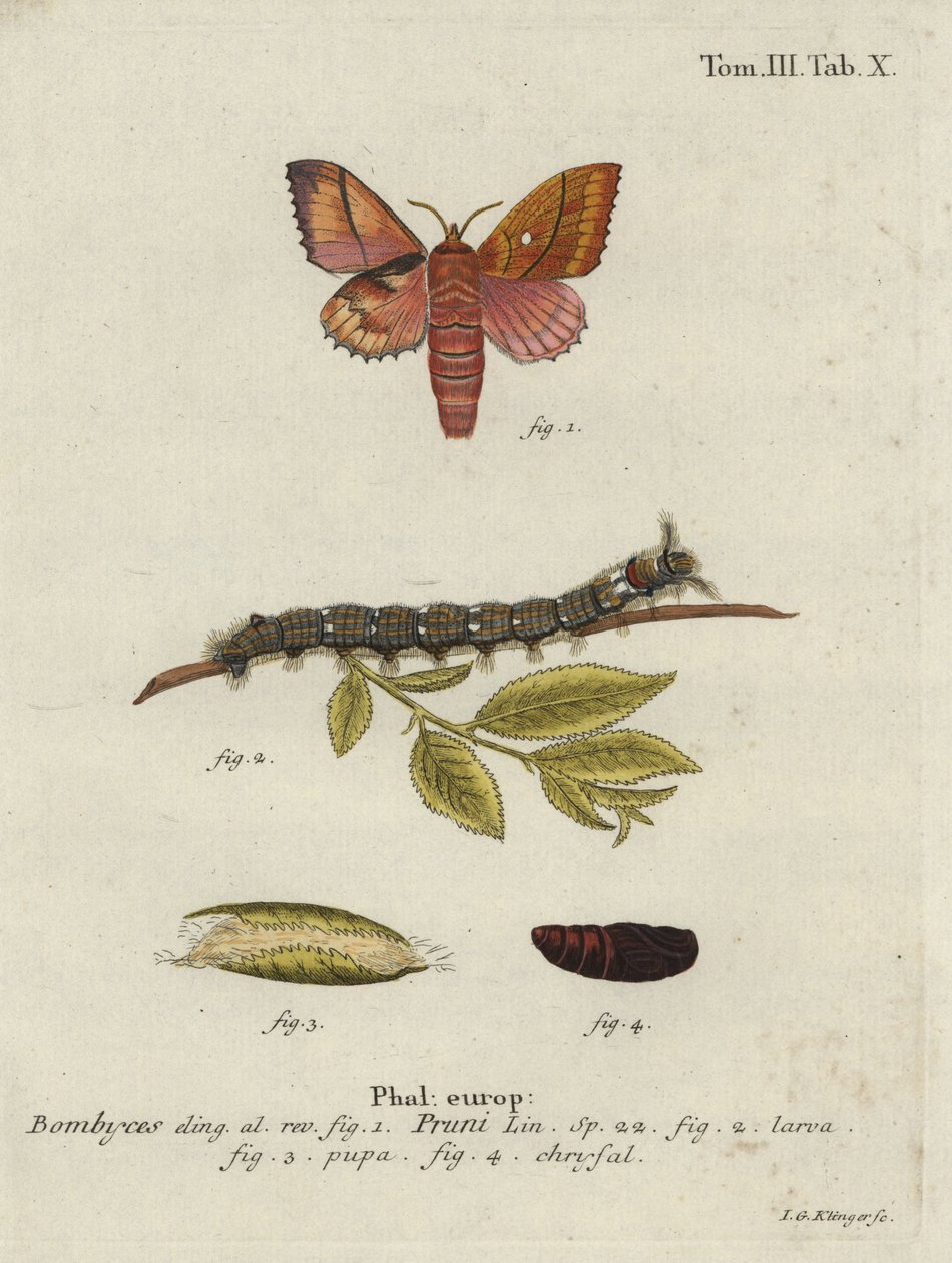 Odonestis pruni møll. av Johann Georg Klinger