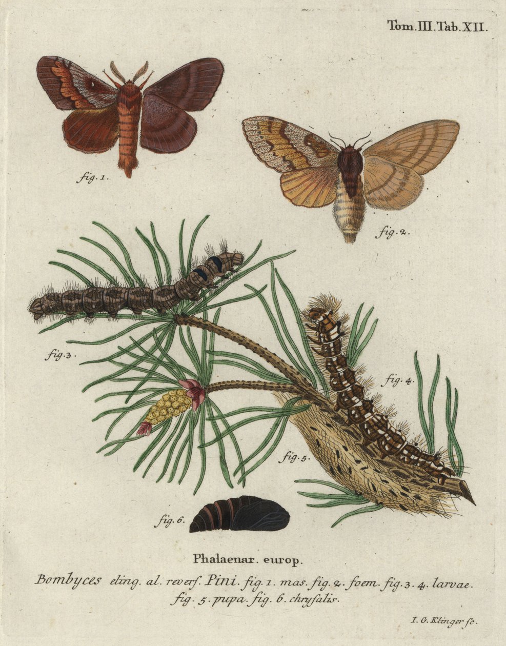 Pine tree lappet, Dendrolimus pini. av Johann Georg Klinger