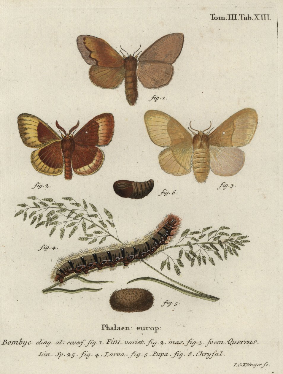 Pinetre lappet og eike eggar møll. av Johann Georg Klinger