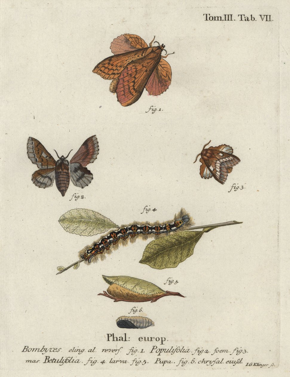 Poplar lappet and small lappet moths. av Johann Georg Klinger