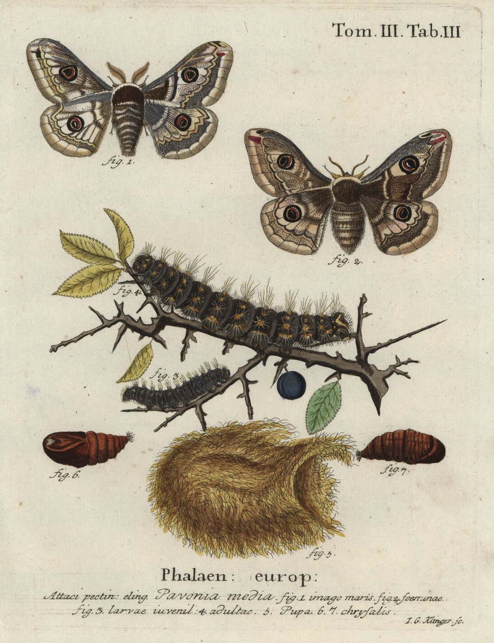 Sloe keisermøll, Saturnia spini. av Johann Georg Klinger
