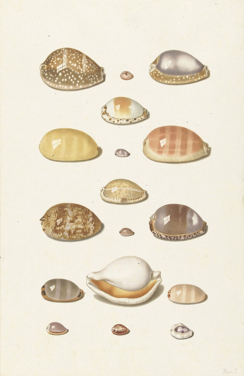 Cowry skjell av Johann Gustav Hoch
