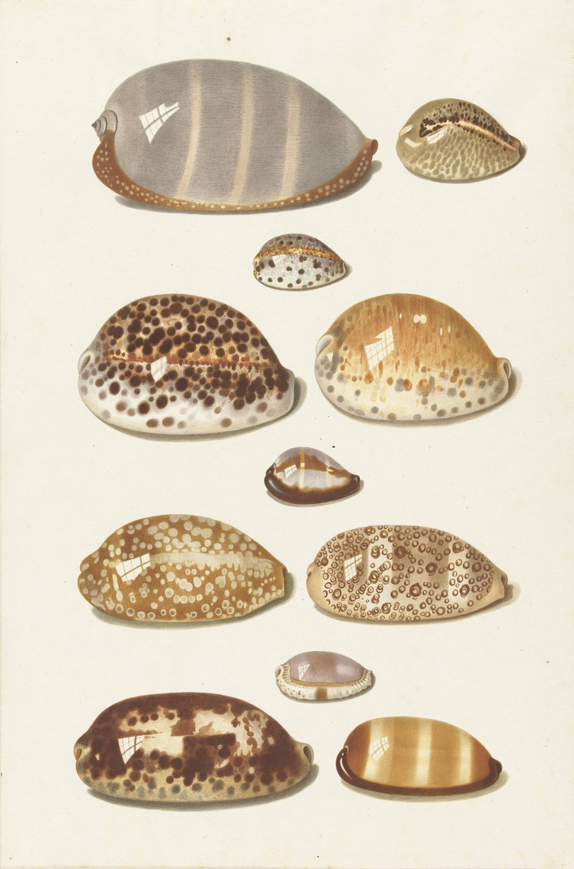 Elleve store og små tropiske cowrie-skjell av Johann Gustav Hoch