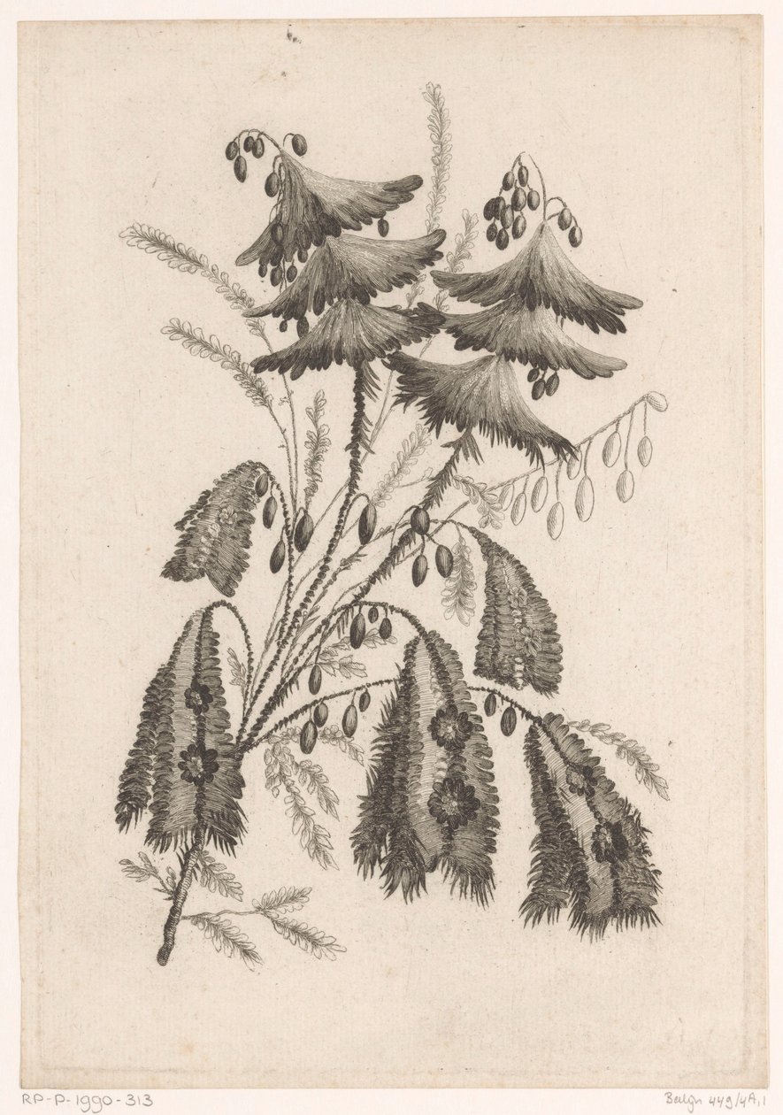 Parasolaktige blomster Samling av nye smaksblomster; For Manufacture des Etoffes de Perse (serietittel) av Johann Heinrich  Hess