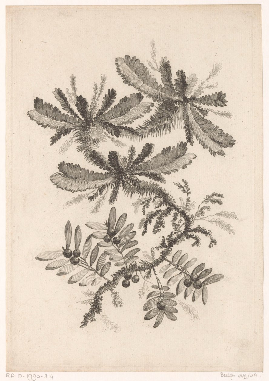 Takken møtte bessen Samling av nye smaksblomster; For Manufacture des Etoffes de Perse (serietittel) av Johann Heinrich  Hess