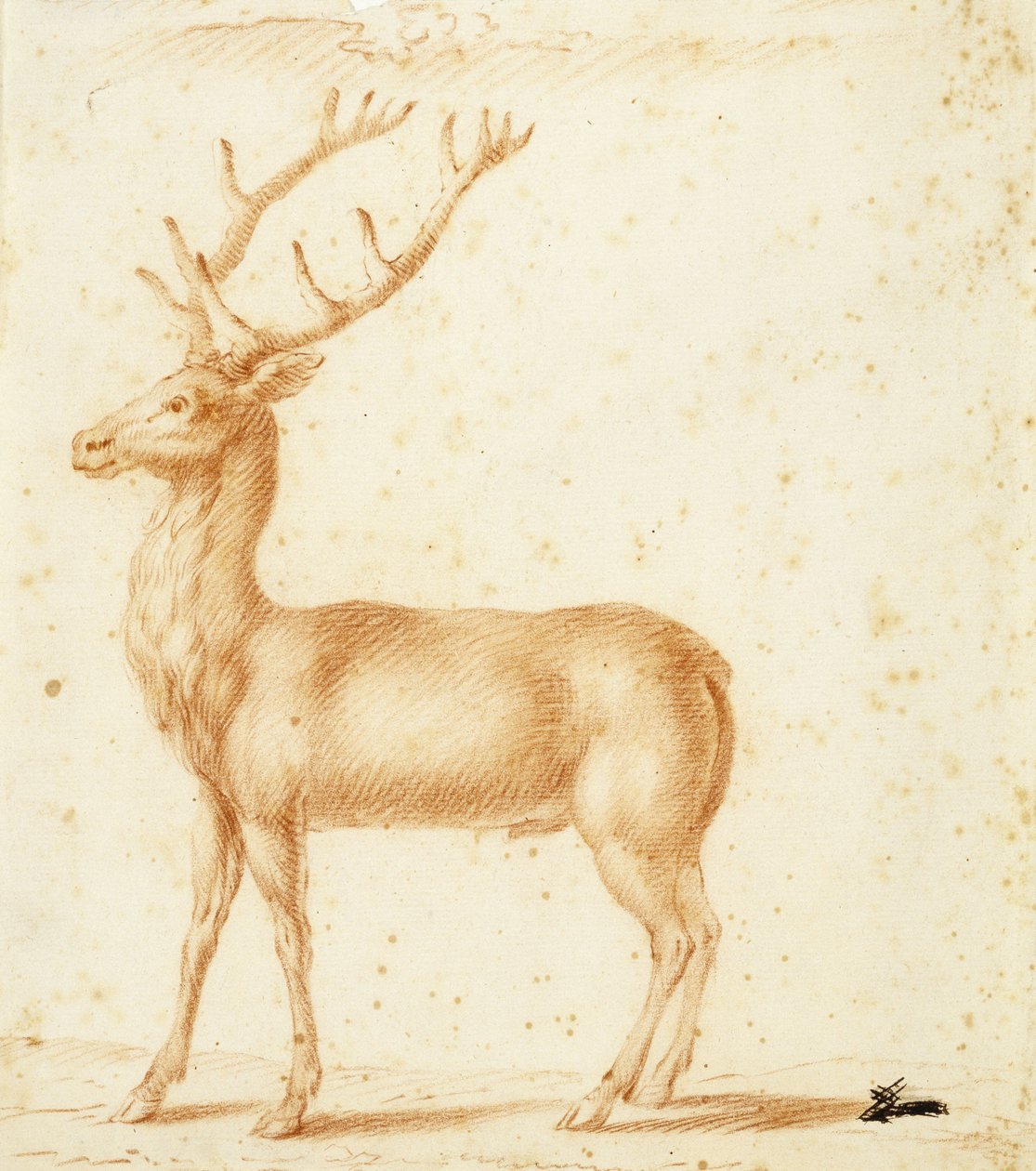 A Stag, 1600-tallet (rødt kritt på papir) av Johann Heinrich Roos