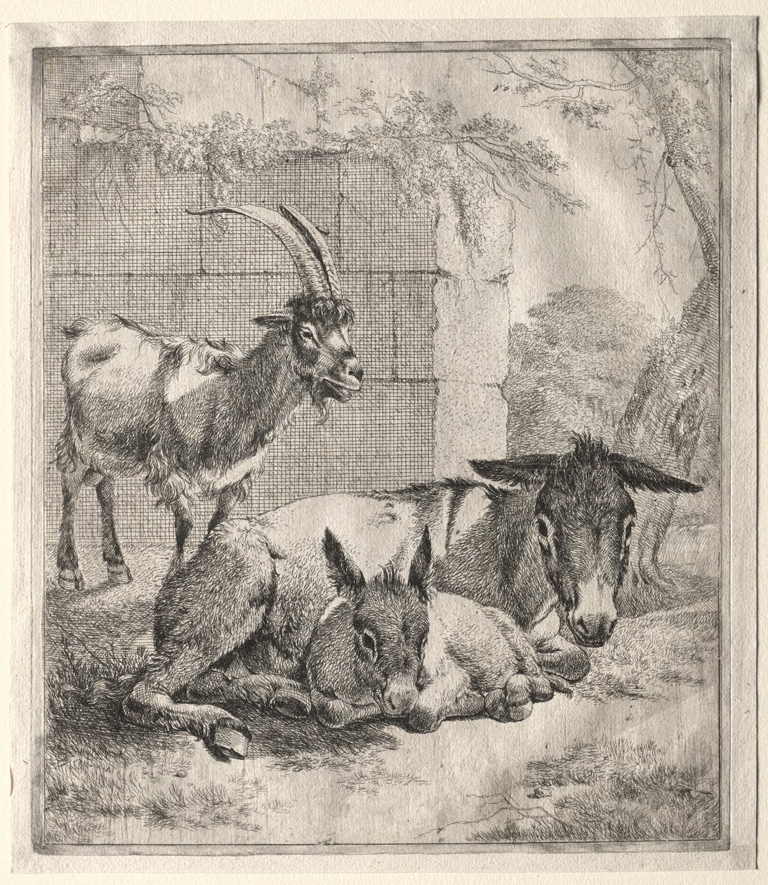 Geit og esler av Johann Heinrich Roos