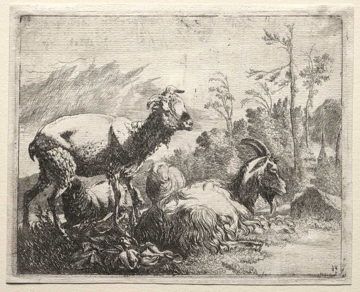 Geiter, 1665. av Johann Heinrich Roos