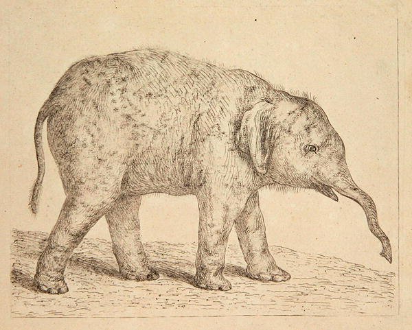 Elefant (etsing) av Johann Heinrich Wilhelm Tischbein