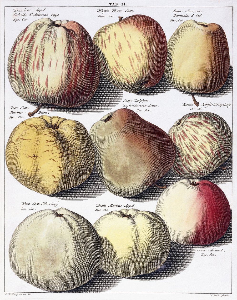 Forskjellige epler, 1758 av Johann Hermann Knoop