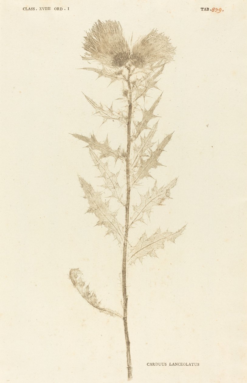 Tistel lansettformet av Johann Hieronymus Kniphof
