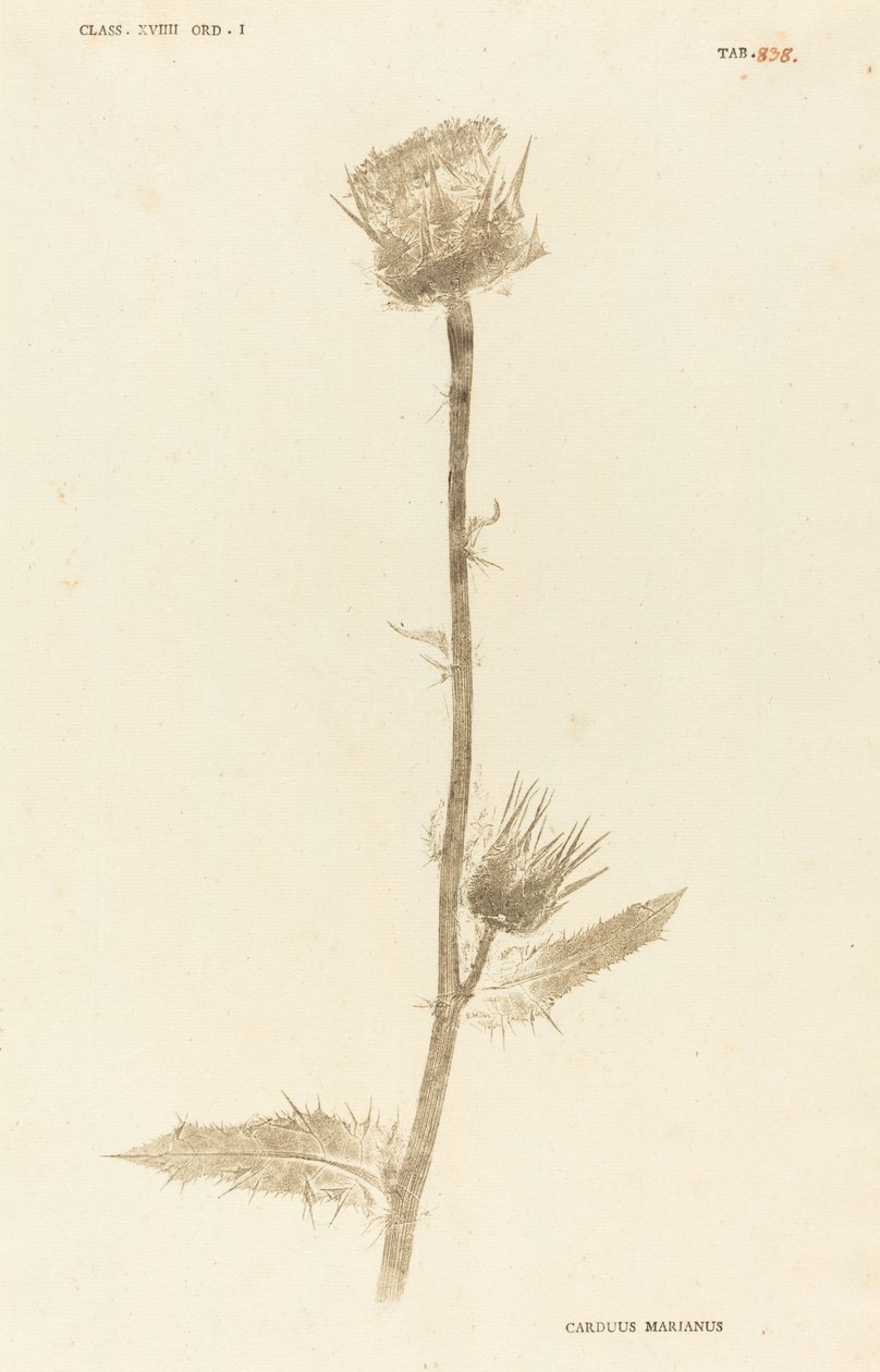 Marianus Cardus av Johann Hieronymus Kniphof