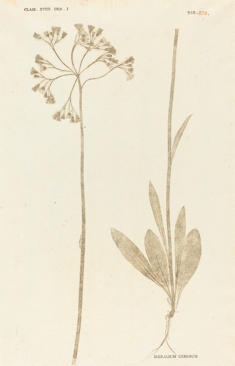 Hieracium Cymosum av Johann Hieronymus Kniphof