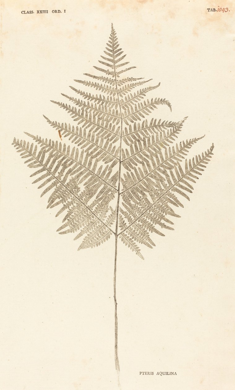 Pteris Aquilina av Johann Hieronymus Kniphof