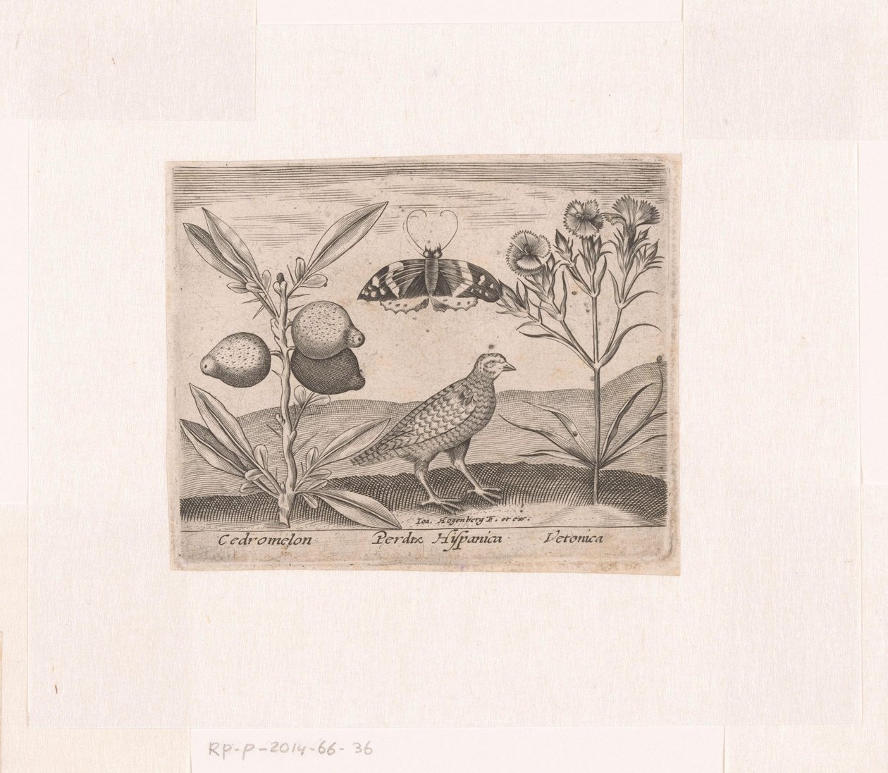Serie med trykk med blomster og dyr i et landskap Landskap med sitronplante, vaktel og speedwell Landskap med dyr, planter og blomster (serietittel) av Johann Hogenberg