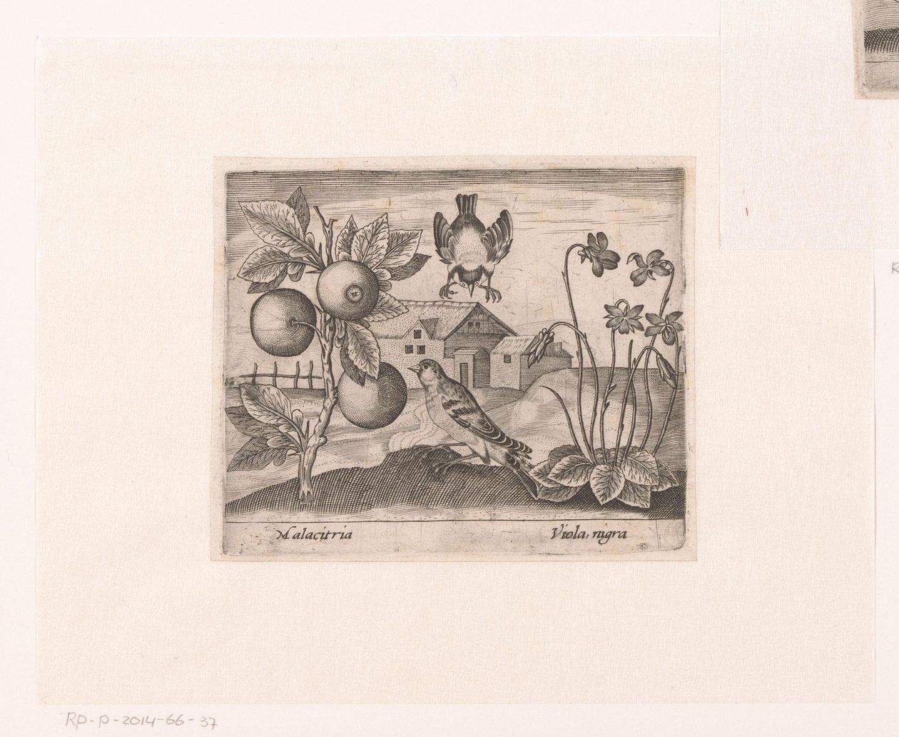 Serie med trykk med blomster og dyr i et landskap Landskap med sitrusplanter, fugler og fioler Landskap med dyr, planter og blomster (serietittel) av Johann Hogenberg
