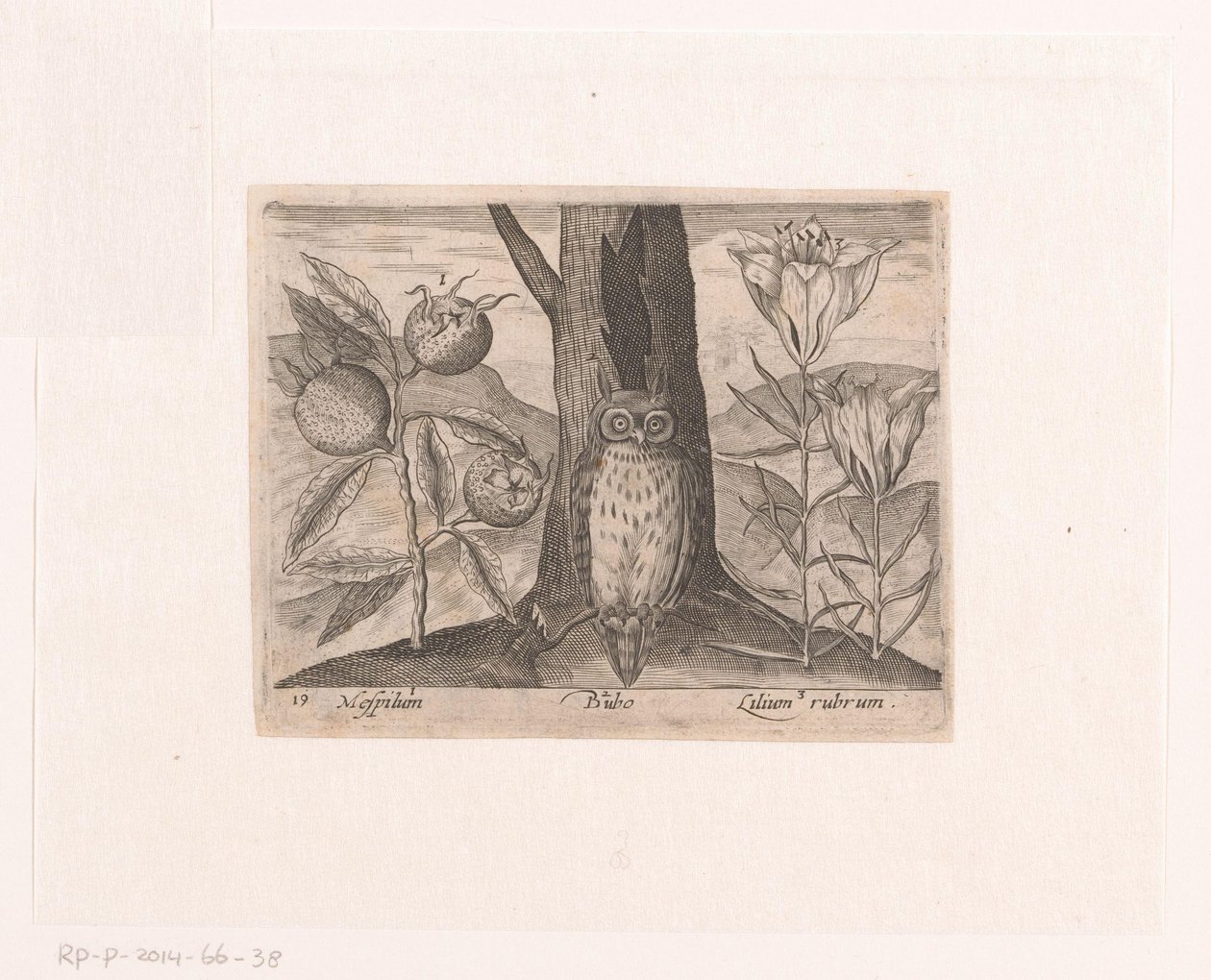 Serie med trykk med blomster og dyr i et landskap Landskap med mispel, lilje og ugle Landskap med dyr, planter og blomster (serietittel) av Johann Hogenberg