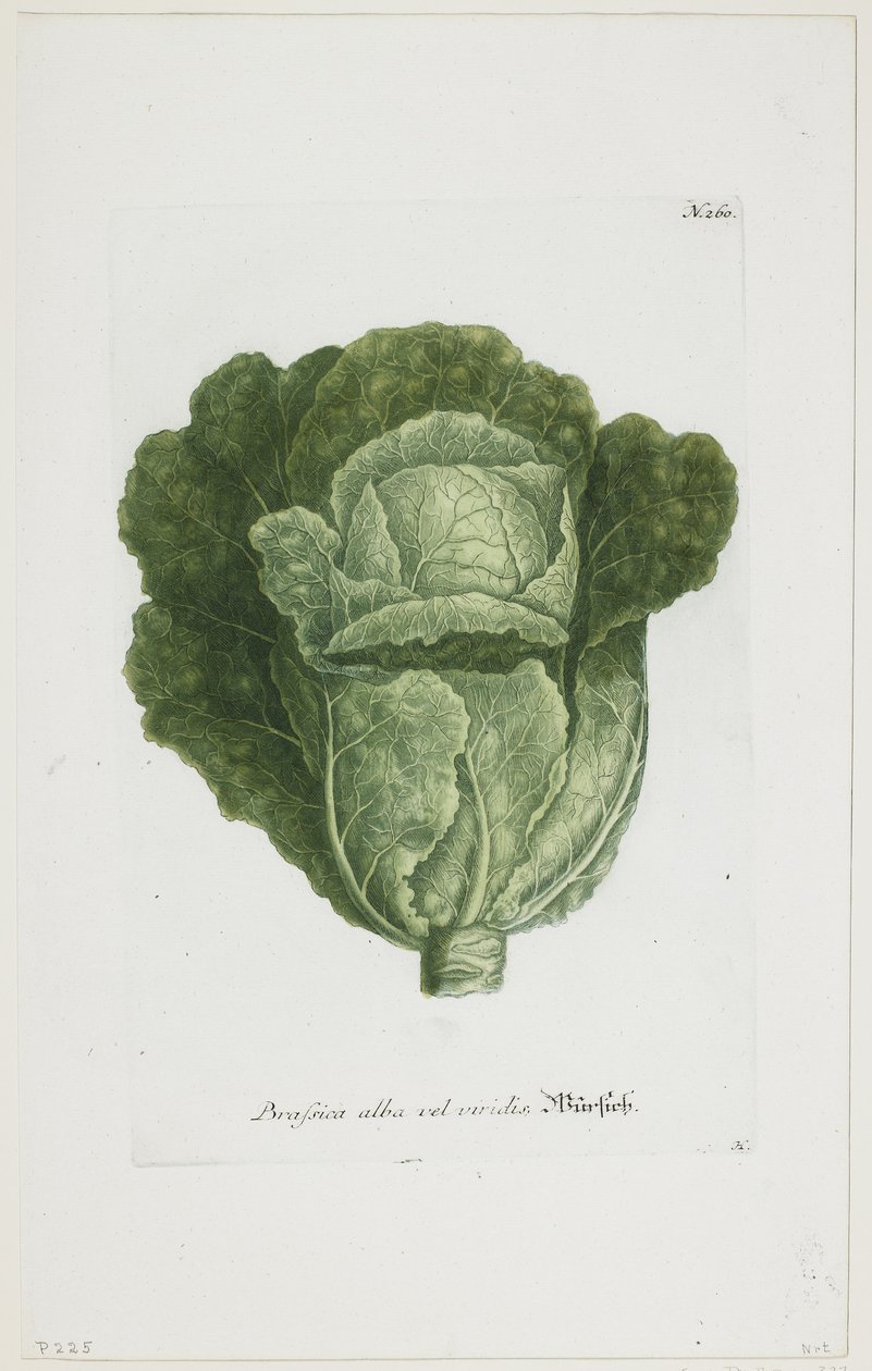 Brassica alba vel viridis, fra Phytanthoza Iconographia, 1735-45 av Johann Jakob Haid