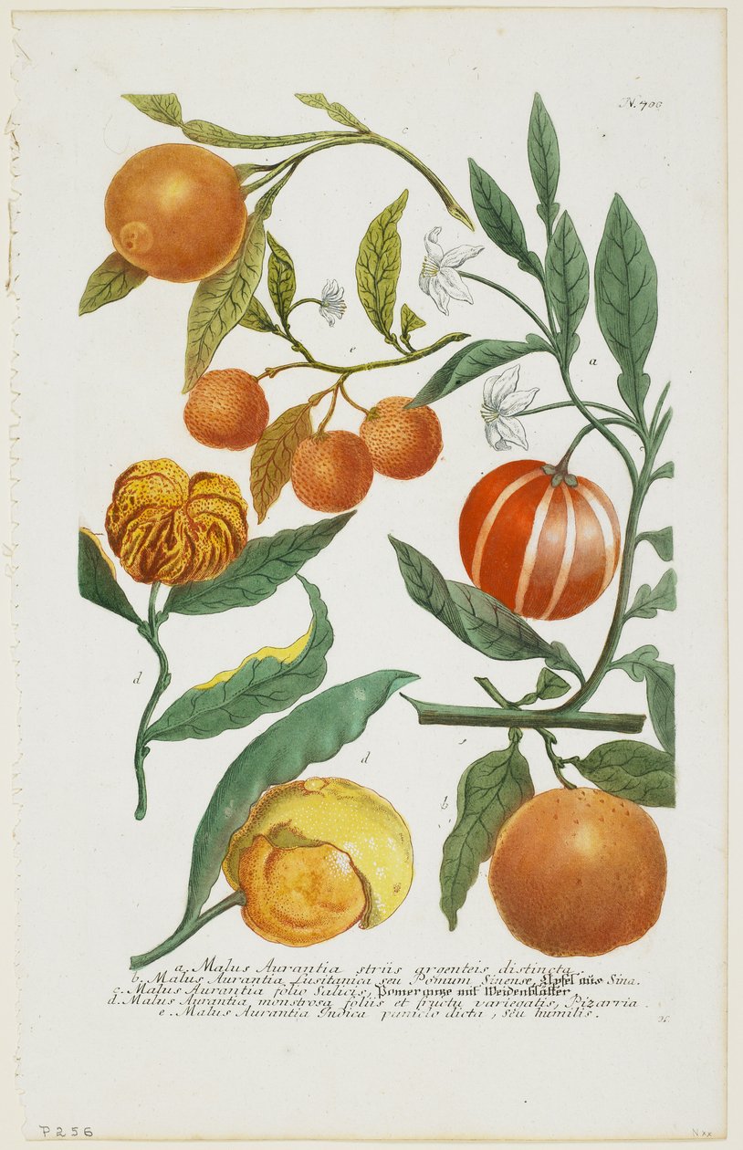 a-e Malus Aurantia etc., fra Phytanthoza Iconographia, 1735-45 av Johann Jakob Haid