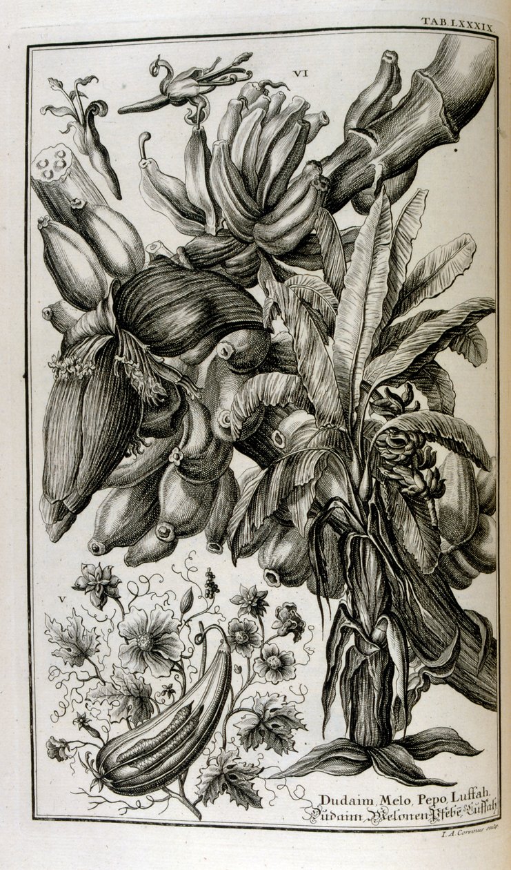 Bibelske planter og frukter inkludert mandrake og melon av Johann Jakob Scheuchzer