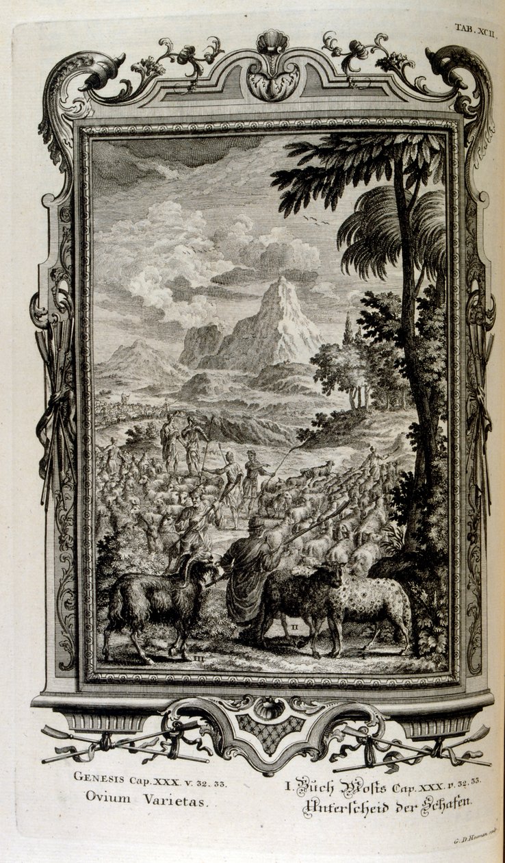 Bibelske varianter av sauer av Johann Jakob Scheuchzer