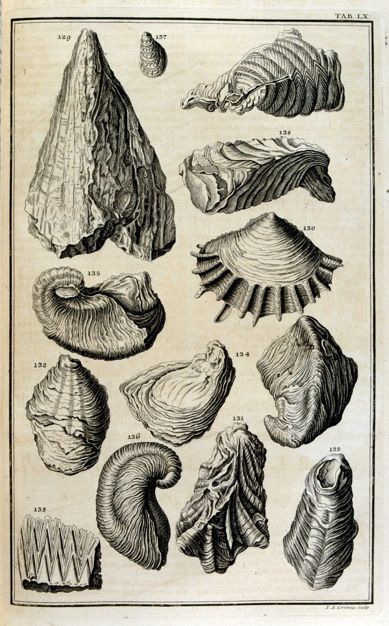 Fossilerte rester av skjell representerte dyr som ble ødelagt av den store bibelske flommen av Johann Jakob Scheuchzer