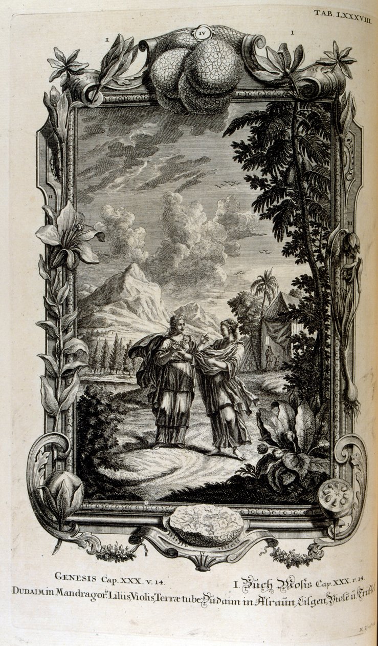 Mandragora plante. Det er ofte kjent som mandrake av Johann Jakob Scheuchzer