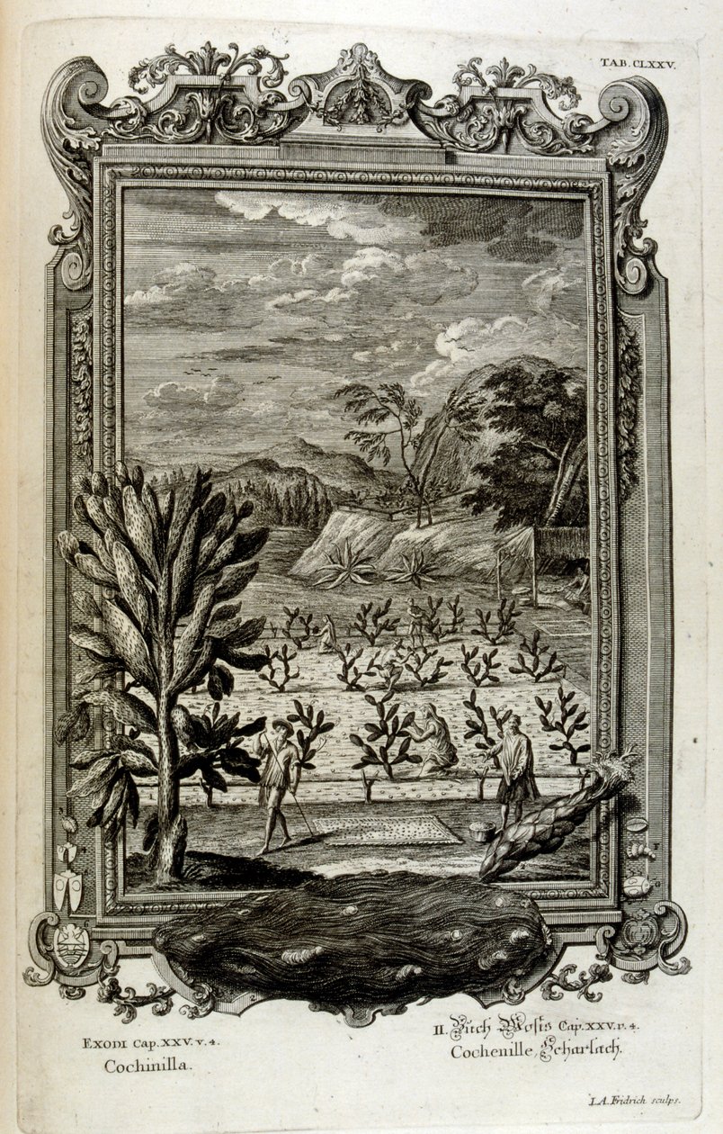 dyrke kaktus av Johann Jakob Scheuchzer