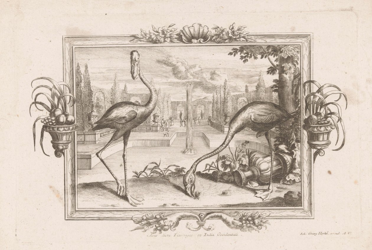 Twee flamingoer Aves dicta Flaminges ex India Occidentali (tittel på objekt) av Johann Jakob Stelzer