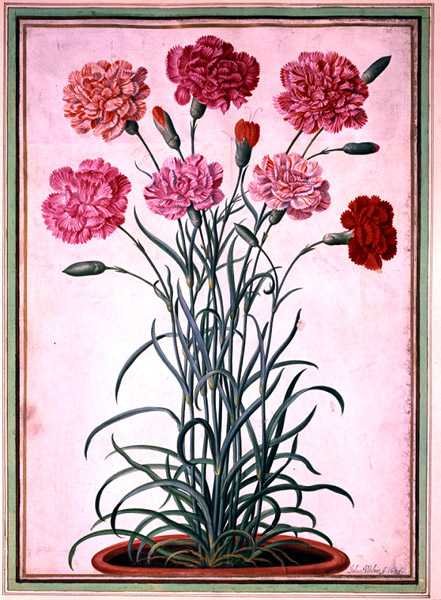 Nelliker vokser fra en potte, tallerken 25 fra Nassau Florilegium (akvarell på papir) av Johann Jakob Walther