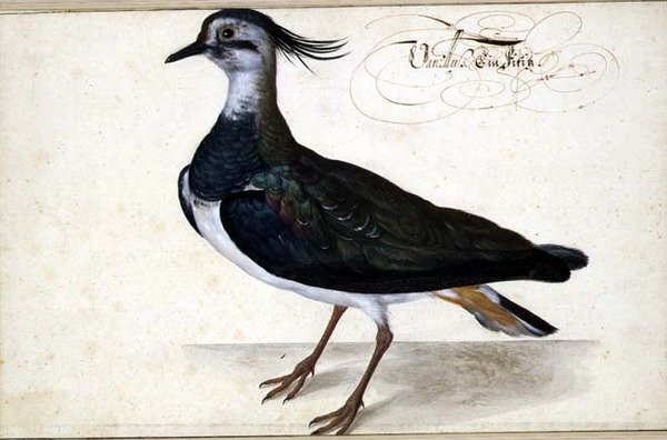 Studie av en lappvippe av Johann Jakob Walther