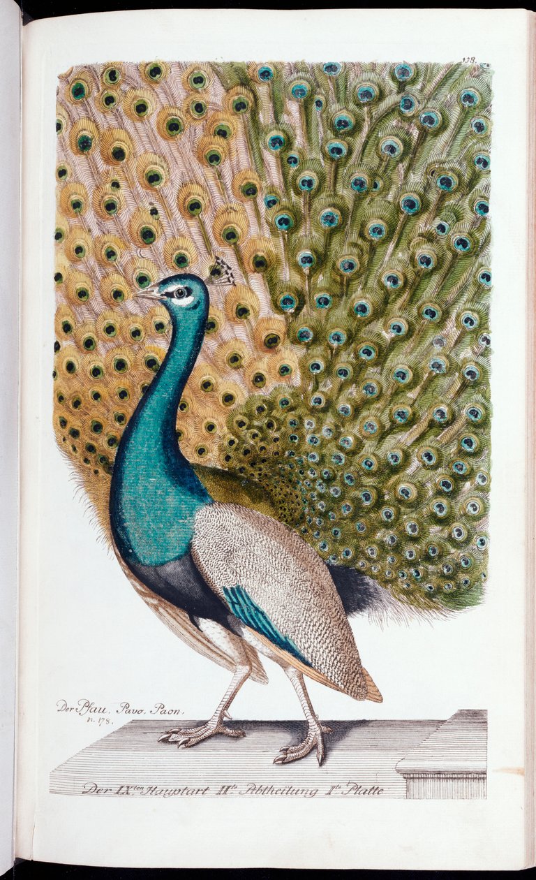 En hannpåfugl i full utstilling, 1763 av Johann Leonhard Frisch