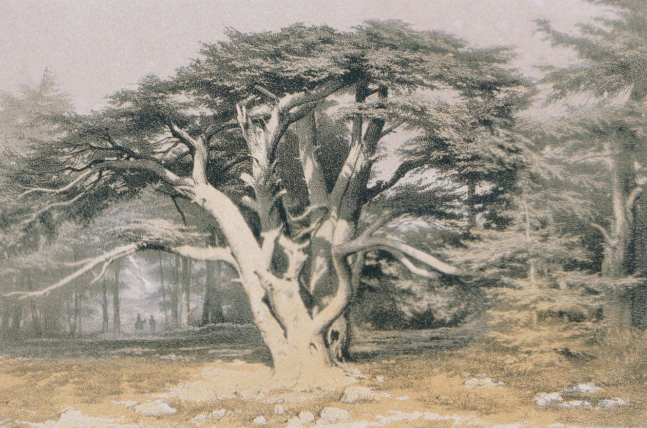 Cedars of Libanon. Etsning av Bernatz et alii - Steinkopk J.F. Redaktør av Johann Martin Bernatz