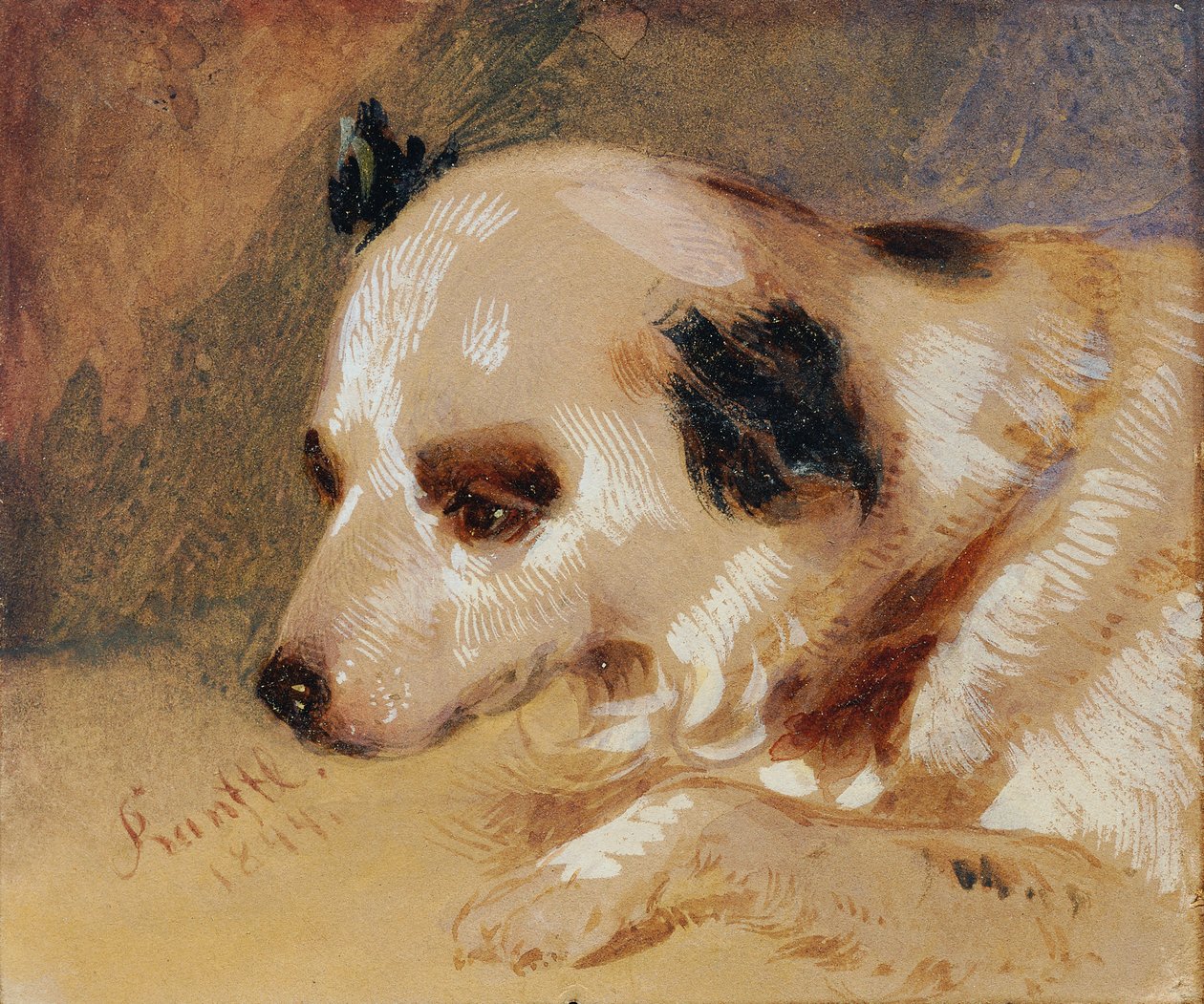 Hundehode (olje og tempera på papir) av Johann Matthias Ranftl